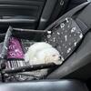 6 month old toy poodle