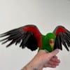 Hand Raised 9mth Eclectus Cage & Stand