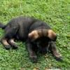 AKC Full Registration German Shepherd Puppy