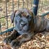 ICCF Cane Corso Puppies