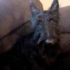 Scottish Terriers
