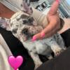 Adorable blue fawn Merle and blue merle Frenchie puppies