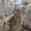 Finn sheep