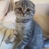 2 YEAR OLD SCOTTISH FOLD GREY WHITE CAT FOR SALE NEED REHOMING ASAP