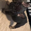 For sale 8 week old Male french bulldog