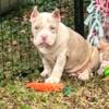 American bully Merle pups golden child blood