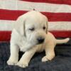 (WHITE) English Style Lab Red Collared Male