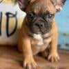 Male French Bulldog CKC