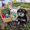AKC Miniature Schnauzer Puppies