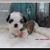 AKC Shih Tzu Waitlist - Stunning coats, many colors, gorgeous round eyes