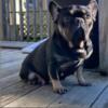 Adult Female French bulldog akc