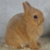 Purebred Netherland Dwarf Bunny Rabbit Fawn Doe