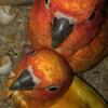 Proven red factor and normal sun conure pair