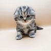 Scottish Fold Kittens