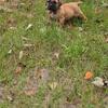 South African boerboels !!!