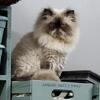 Beautiful male Himalayan show cat should be on TV or in the movies 