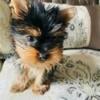 AKC teacup yorkie male Leo