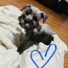 Schnauzer puppies