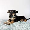 German Heeler Puppies - Ready Now