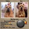 Cane Corso Stud Available
