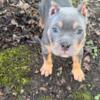 ABR Registered AMERICAN , Pocket Bully