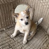 Red Heeler female puppy