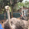 Ostrich 