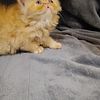 Persian Red Male Kitten