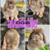 HOLLAND LOPS AVAILABLE- JUNIOR DOE