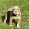 Yarrow - handsome hunk male olde English Bulldogge puppy