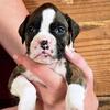 AKC Health Certified Boxer Puppies!
