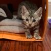 Pure Bengal kitten, Rare Silver Color Tica Registered