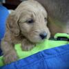 Goldendoodles- Looking for forever families! Born SPRING- home early SUMMER!