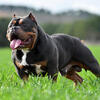 ISO:  Male pocket American Bully