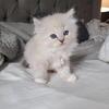 Meet Olive Blue lynx female born Oct 28 
