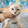 HIGHLANDER / DESERT LYNX SNOW MALE KITTEN