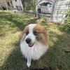 Pomeranian stud