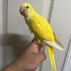 Quaker parrot