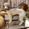 AKC Female Brown Merle Parti Moyen Poodle (Small Standard)