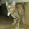 Male Bengal kittens for sale