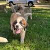 Saint Bernard puppy’s 