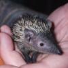 Madagascar Lesser Tenrec