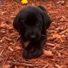 AKC Registered Black Female Labrador Retriever Puppies