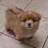 Fawn Merle CKC Pomeranian Female — First Shots Done — Ready 7/30