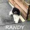Randy Neutered Male Cockapoo Puppy