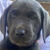 AKC Labrador Retriever Puppies