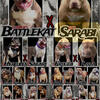 Xl bully Pups available