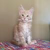 HS LILY Cream Maine Coon Kitten