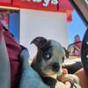 Beautiful Blue Eyed Merle Boston Boy