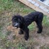 Mini Sheepdoodle F1 female pup 9 mon old